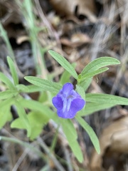 Scutellaria siphocampyloides