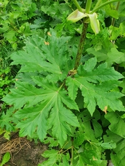 Heracleum sosnowskyi