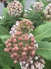 Asclepias syriaca
