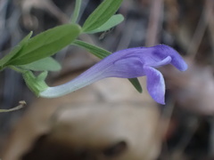 Scutellaria siphocampyloides