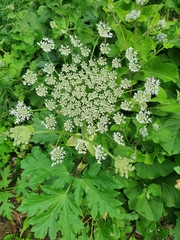 Heracleum sosnowskyi