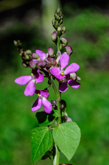 Phaseolus micranthus