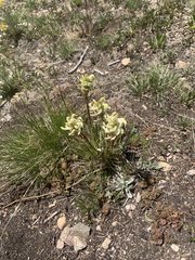 Pedicularis parryi