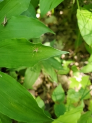Pisaurina mira