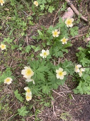 Trollius laxus
