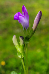 Phaseolus pedicellatus