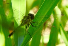 Diplacodes trivialis