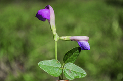 Phaseolus pedicellatus