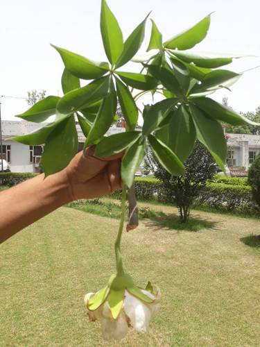 African baobab