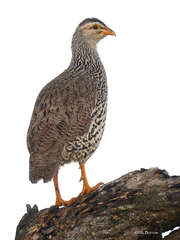 Pternistis icterorhynchus