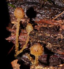 Neobarya agaricicola