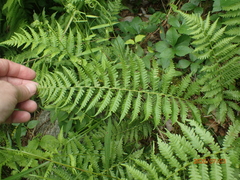 Coryphopteris simulata