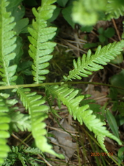Coryphopteris simulata