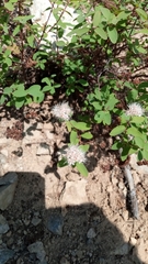 Spiraea beauverdiana