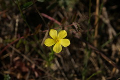 Linum nodiflorum