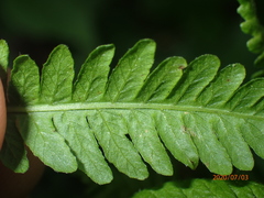 Coryphopteris simulata