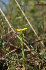 Linum nodiflorum