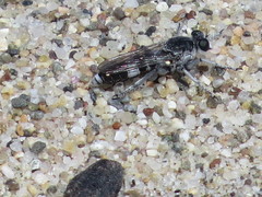 Stichopogon venturiensis