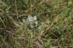 Allium cyrillii