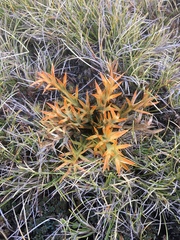 Aciphylla hookeri