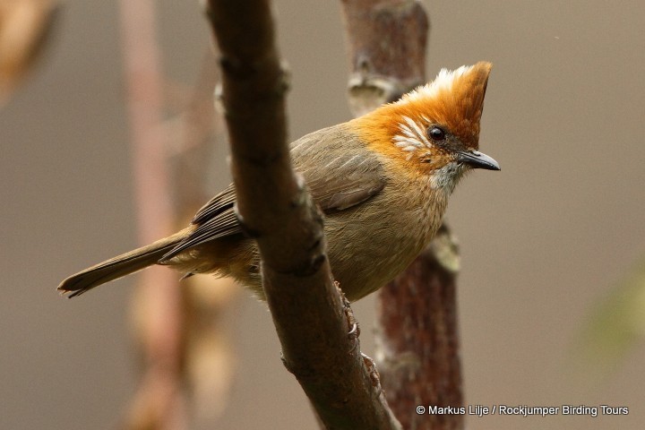 White-naped Yuhina (Yuhina bakeri)