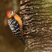 Rufous-bellied Woodpecker - Photo (c) Markus  Lilje, some rights reserved (CC BY-NC-ND), uploaded by Markus  Lilje