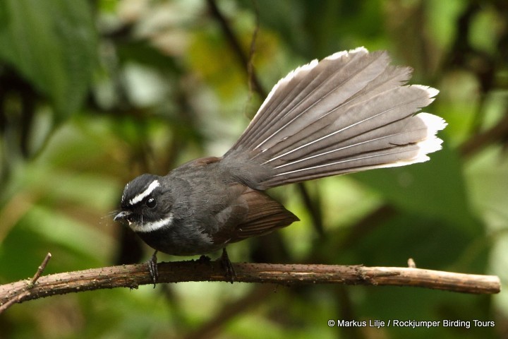 White-throated Fantail