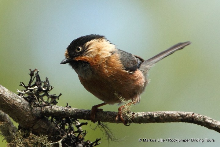 Black-browed Tit