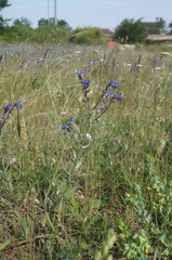 Anchusa leptophylla
