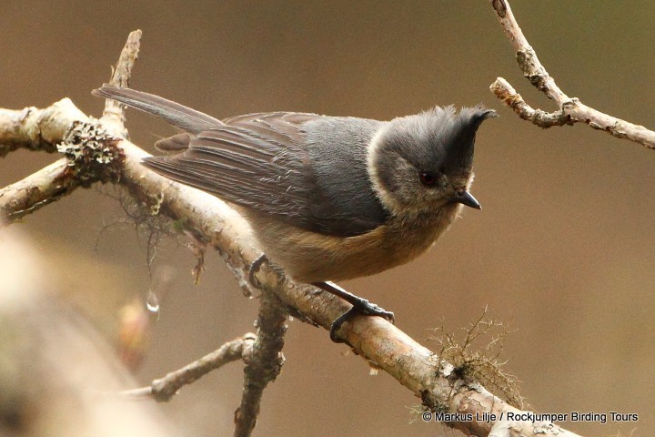 Gray-crested Tit