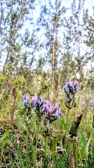 Oxytropis borealis