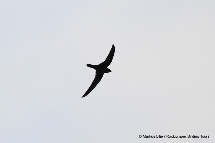 Dark-rumped Swift illustration