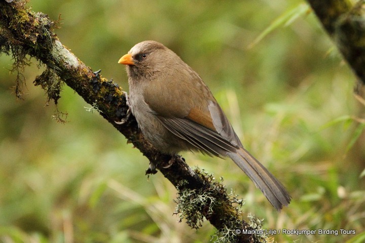 Great Parrotbill photo