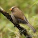 Great Parrotbill - Photo (c) Markus  Lilje, some rights reserved (CC BY-NC-ND), uploaded by Markus  Lilje