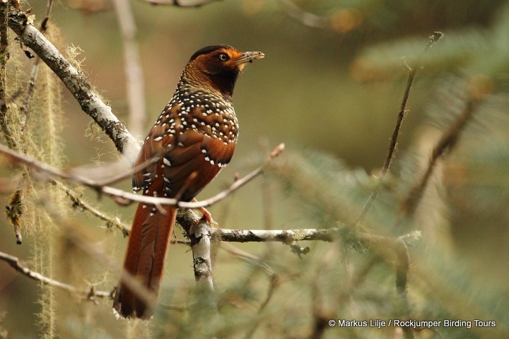 Spotted Laughingthrush