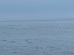 Phocoena phocoena
