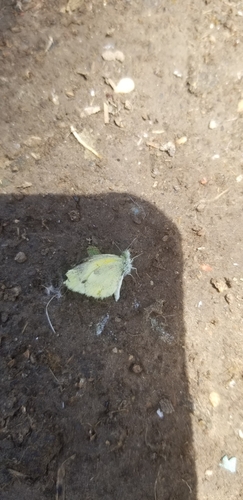 Dainty Sulphur photo 3