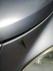 Tettigonia viridissima