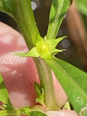 Ludwigia polycarpa