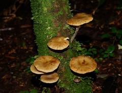 Armillaria hinnulea