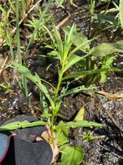 Ludwigia polycarpa