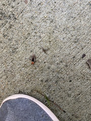 Pseudomops septentrionalis