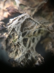 Lobaria anthraspis