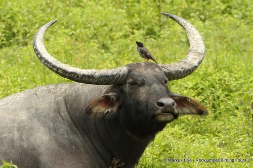 Domestic Water Buffalo (Bubalus bubalis) · iNaturalist