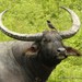 Water Buffaloes and Anoas - Photo (c) Markus  Lilje, some rights reserved (CC BY-NC-ND), uploaded by Markus  Lilje