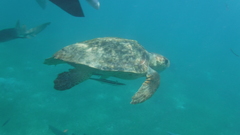 Caretta