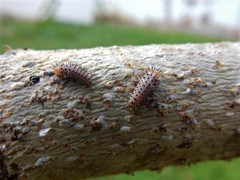 Chilocorus circumdatus