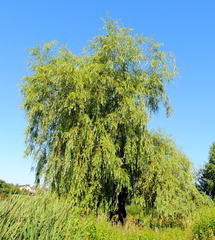 Salix × fragilis vitellina