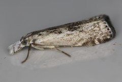 Microcrambus minor