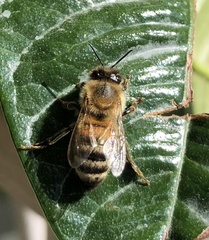 Apis mellifera